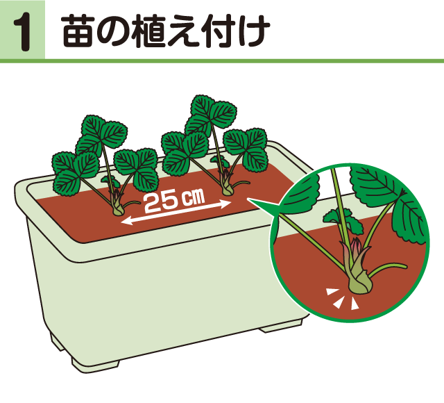 イチゴ・苗の植え付け