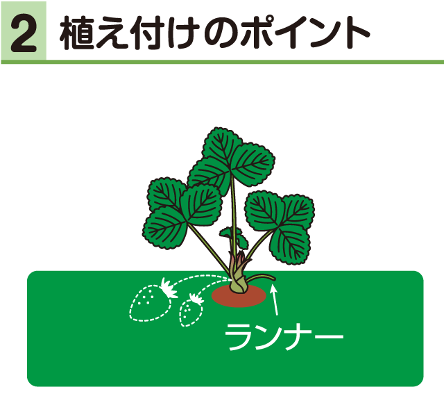 イチゴ・植え付けのポイント