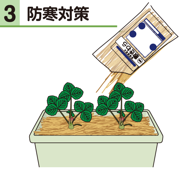 イチゴ・防寒対策
