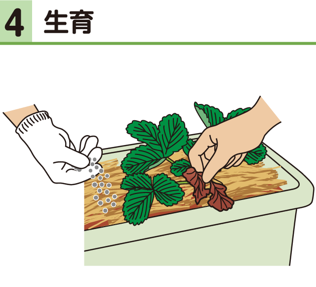 イチゴ・生育