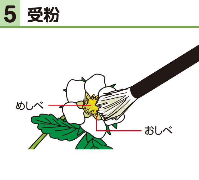 イチゴ・受粉