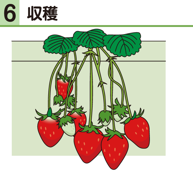 イチゴ・収穫