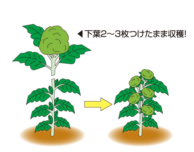 収穫
