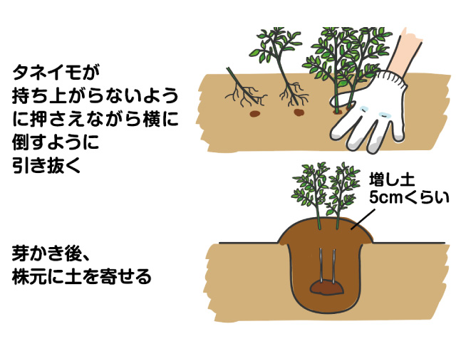 芽かき・土寄せ