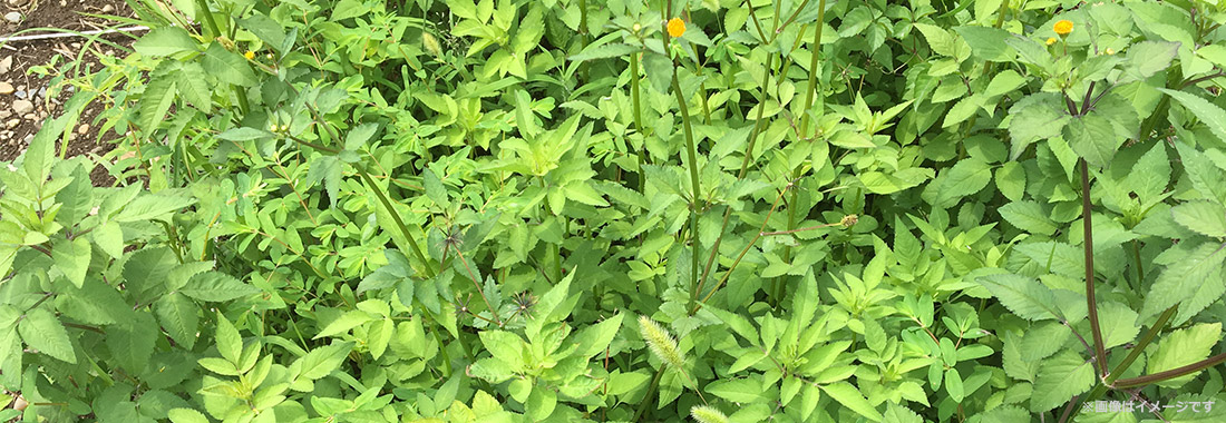 5～8月　雑草の生育旺盛期は「本格除草」
