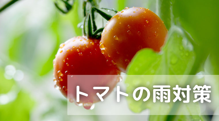 トマトの雨対策【家庭菜園】