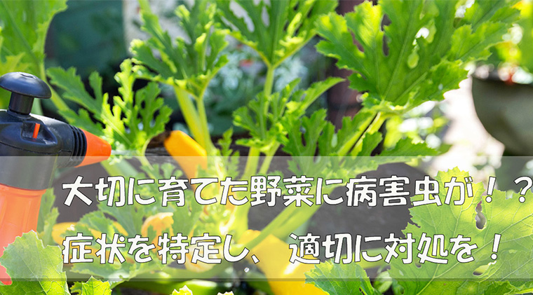 大事に育てた野菜に病害虫が！？症状を特定し、適切に対処を！