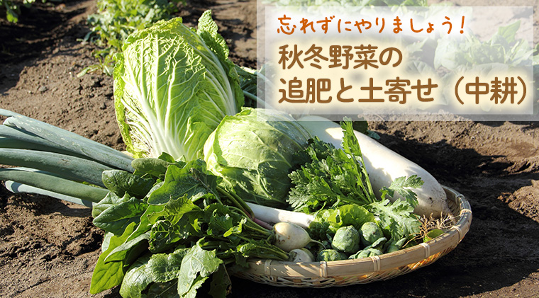 忘れずにやりましょう！秋冬野菜の「追肥」と「土寄せ（中耕）」