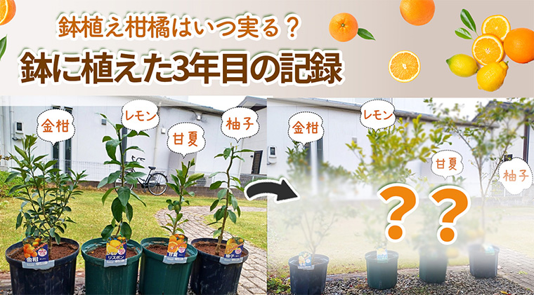 鉢植え柑橘はいつ実る？鉢に植えた3年目の記録