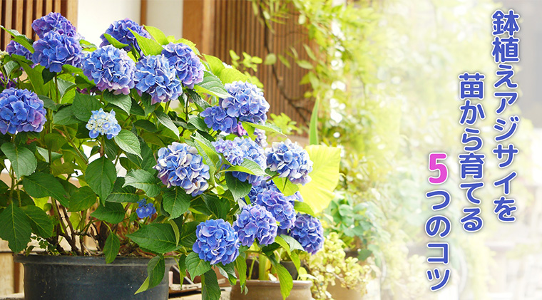 【プロ監修】鉢植えアジサイを苗から育てる5つのコツ