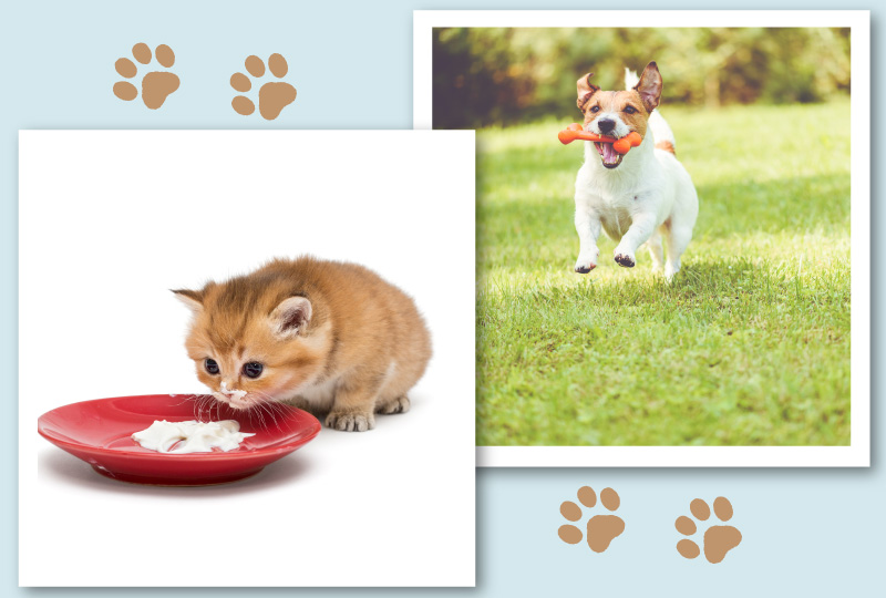※環境省「飼い主のためのペットフード・ガイドライン」よりまとめ