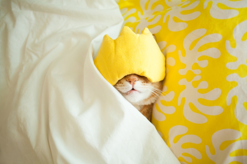 快適な睡眠を手に入れたい！｜ズバッと解決！＜季節のお 悩み相談室＞