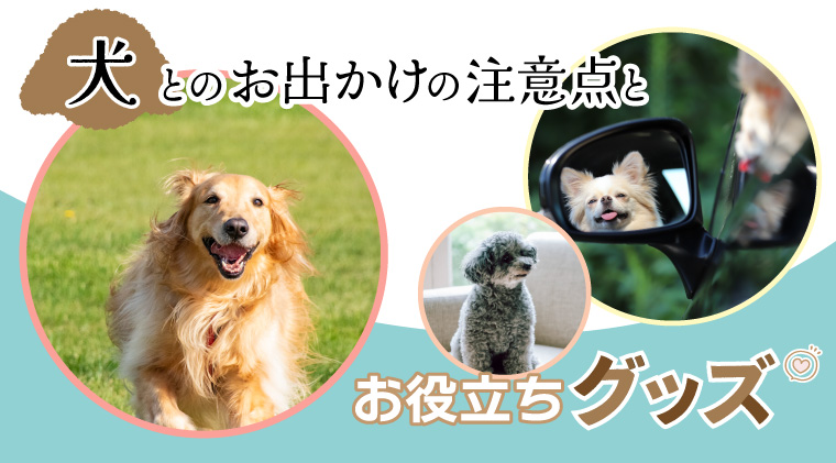犬とのお出かけの注意点とお役立ちグッズ