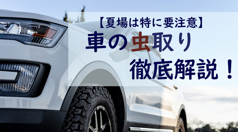 【夏場は特に要注意】　車の虫取り　徹底解説！