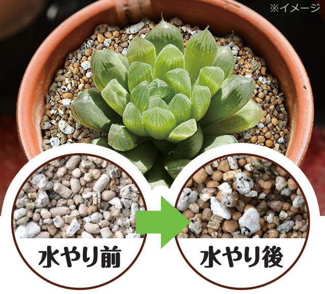 土の乾き具合による色の変化