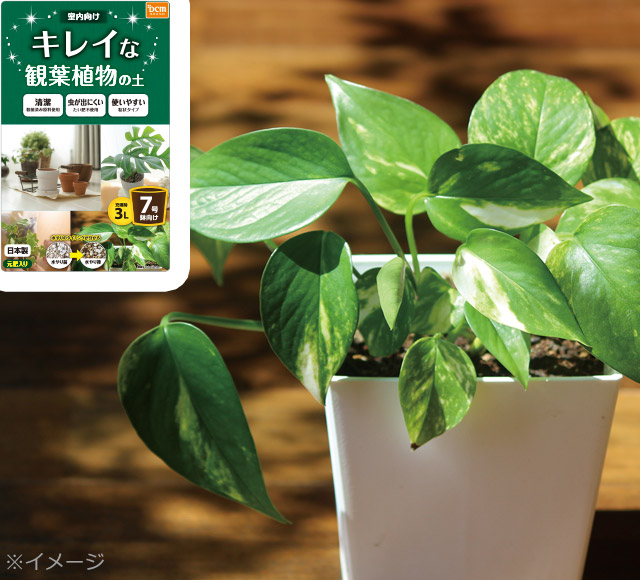 ＤＣＭ キレイな観葉植物の土
