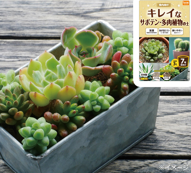 ＤＣＭ キレイなサボテン・多肉植物の土