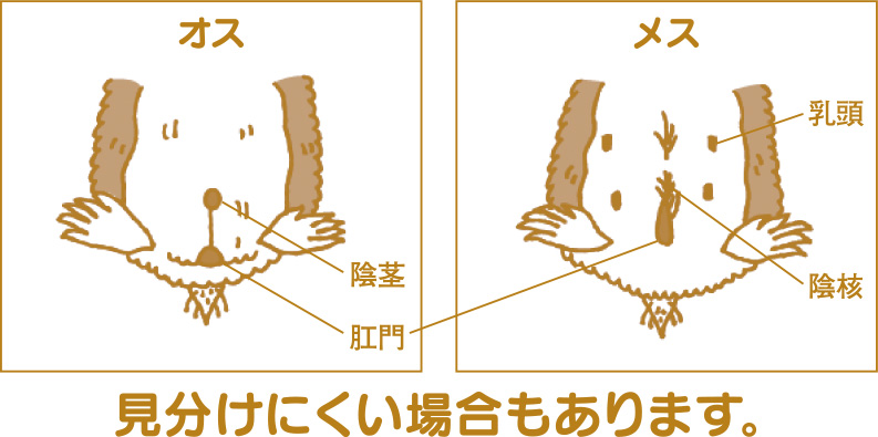 ハムスター　オス・メスの見分け方