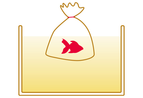 金魚の飼い方　水槽への放し方