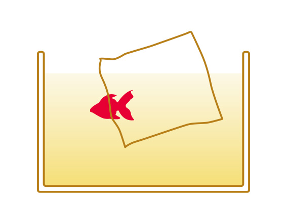 金魚の飼い方　水槽への放し方