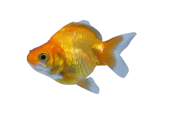 金魚のなかま　琉金