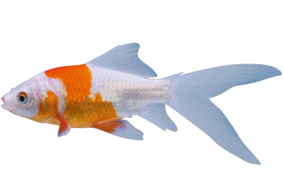 金魚のなかま　コメット