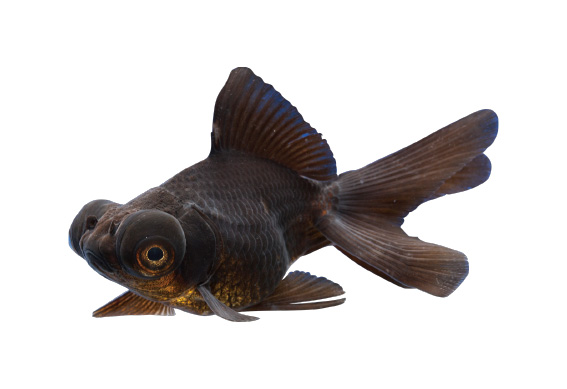 金魚のなかま　出目金