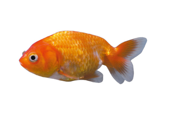 金魚のなかま　らんちゅう