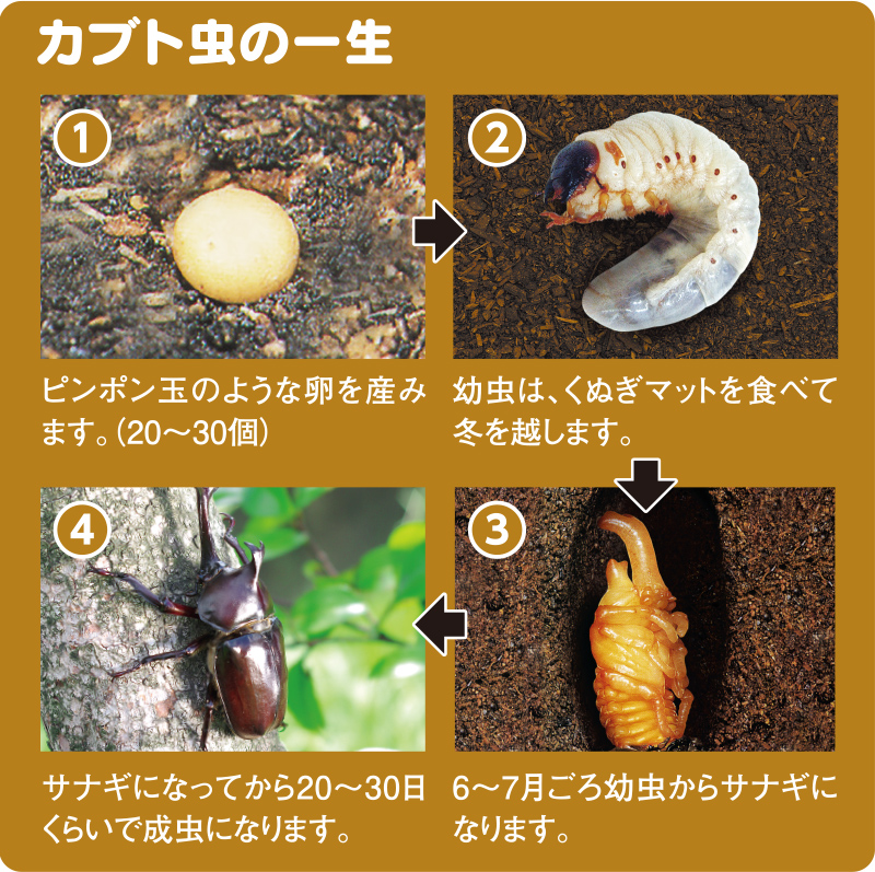 カブトムシの一生