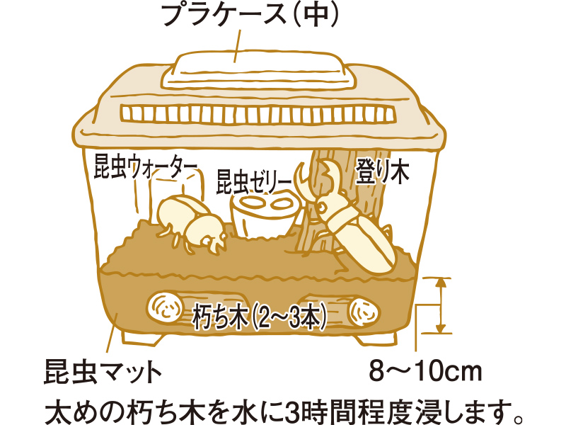クワガタムシの飼育方法・豆知識