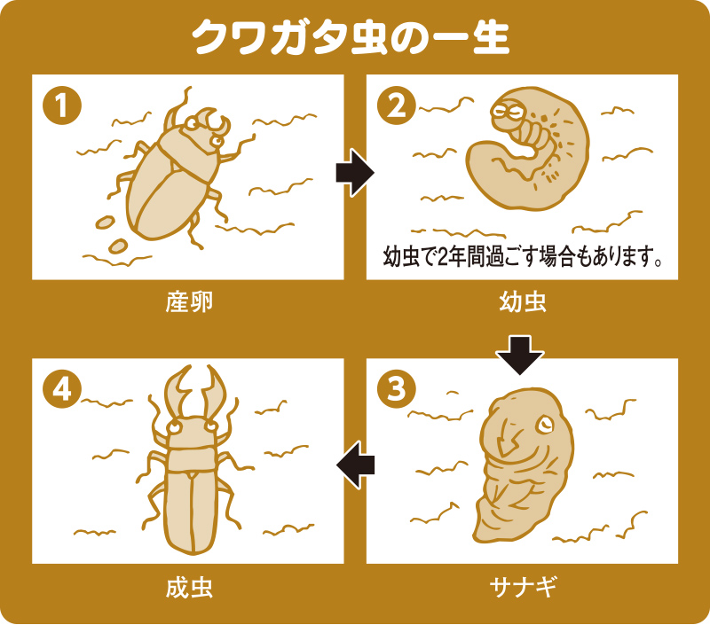 クワガタムシの一生
