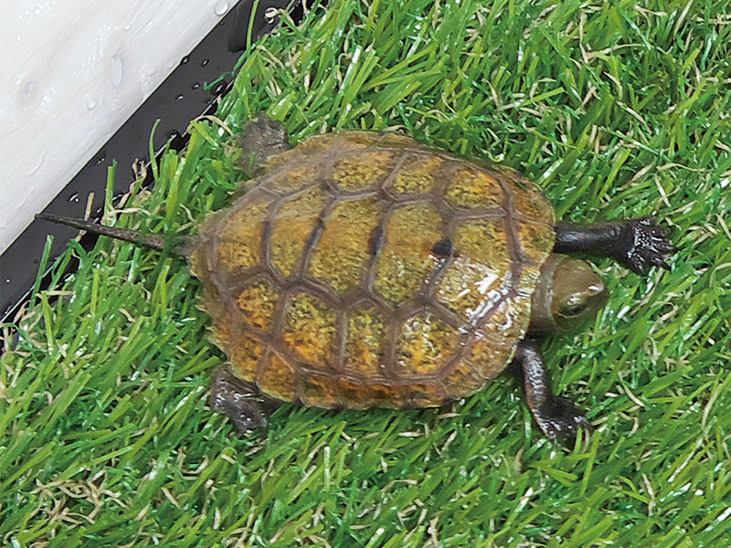 イシガメ