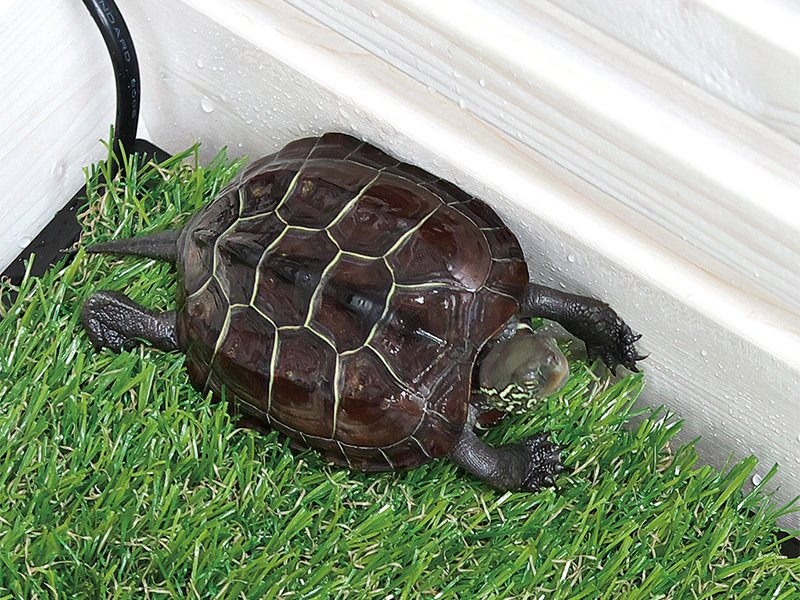 クサガメ