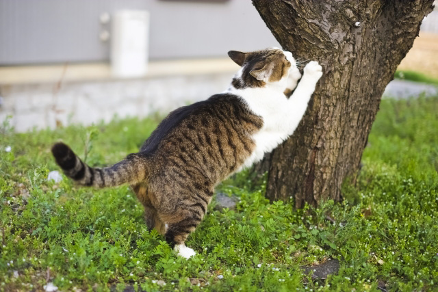 猫ちゃんのつめとぎ
