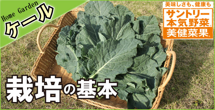 ケールの栽培